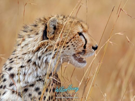 2027-07-18 Tanzania The Great Migration 8N - Travel with Xpert Buddy